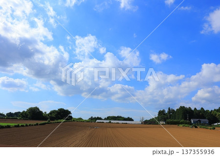 爽やかな青空と田園風景 137355936