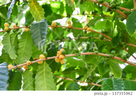 コーヒーノキ Coffee tree コーヒーノキ Coffee tree 137355962