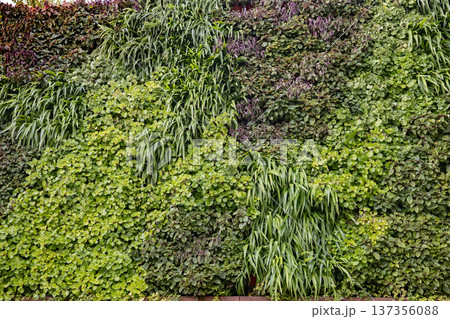Lush green vertical garden creating a natural living wall background and texture Lush green vertical garden creating a natural living wall background and texture 137356088