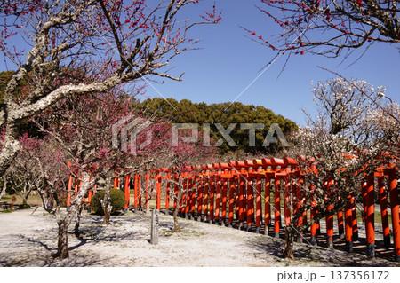 紅白梅と朱の連鳥居 137356172