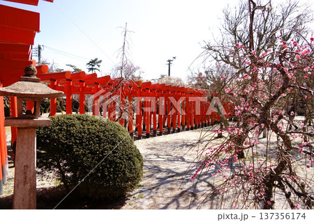 紅梅と朱の連鳥居 137356174
