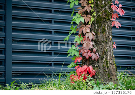 Virginia creeper vine changing colors on tree trunk against modern metal wall 137356176