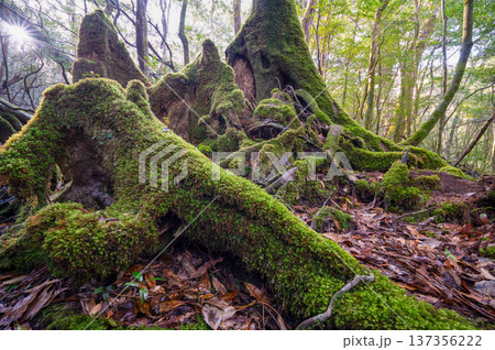 苔が日本一きれいな森 屋久島国立公園(冬 苔が日本一きれいな森 屋久島国立公園(冬 137356222