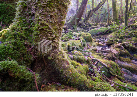 苔が日本一きれいな森　屋久島国立公園(冬 137356241