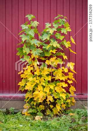 Maple leaves showing autumn transition changing colors on a red wooden wall background Maple leaves showing autumn transition changing colors on a red wooden wall background 137356269