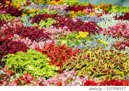 Colorful coleus, begonia, and marigold plants creating a vibrant garden display Colorful coleus, begonia, and marigold plants creating a vibrant garden display 137356317