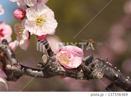 梅の花と蜂 梅の花と蜂 137356369