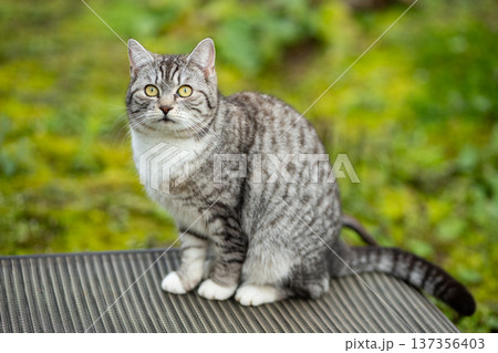 Domestic shorthair cat with tabby markings looking at viewer outdoors Domestic shorthair cat with tabby markings looking at viewer outdoors 137356403