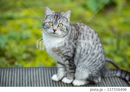Adorable european shorthair tabby cat sitting outdoors looking at camera Adorable european shorthair tabby cat sitting outdoors looking at camera 137356406