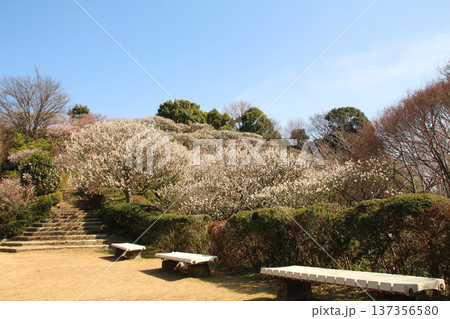 中山観音公園の梅林 中山観音公園の梅林 137356580