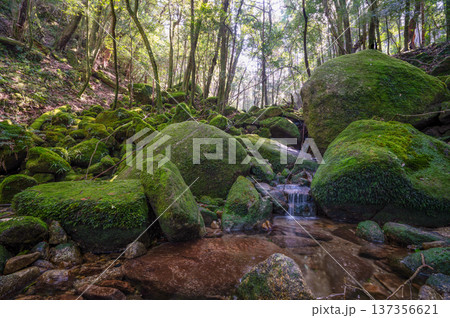 苔が日本一きれいな渓谷 屋久島国立公園(冬 苔が日本一きれいな渓谷 屋久島国立公園(冬 137356621