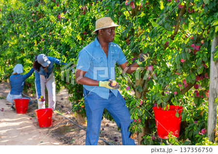 Hardworking african american male farmer plucks ripe plums from a tree Hardworking african american male farmer plucks ripe plums from a tree 137356750