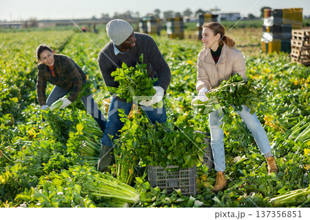 Positive multiethnic people harvesting ripe celery on vegetable field 137356851