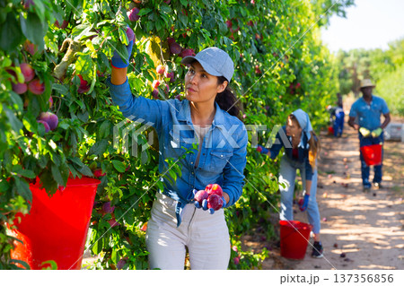 Hardworking asian woman plucks ripe plums from a tree 137356856