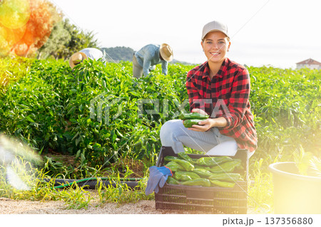Smiling female horticulturist harvesting green peppers on farm plantation 137356880