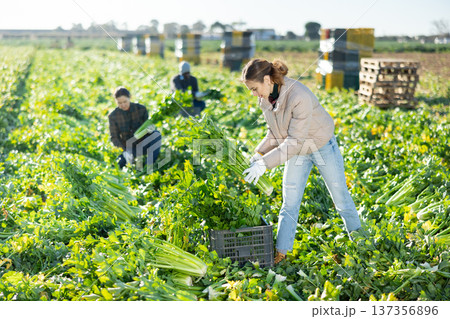 Young woman farm worker picking crop of celery on field in spring Young woman farm worker picking crop of celery on field in spring 137356896