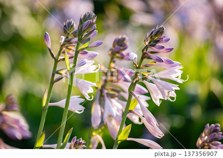 Hosta flowers blooming in a natural garden environment during summer Hosta flowers blooming in a natural garden environment during summer 137356907