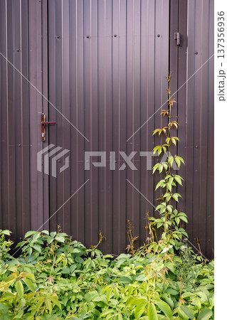 Green climbing plant grows over a dark brown corrugated metal fence and door Green climbing plant grows over a dark brown corrugated metal fence and door 137356936