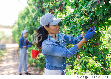 Woman farmer picking plums in fruit garden 137356941