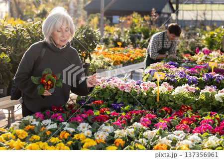 Senior woman buy potted primula plant in shop Senior woman buy potted primula plant in shop 137356961