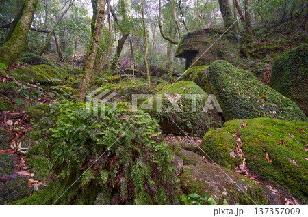 苔が日本一きれいな巨岩 屋久島白谷雲水峡(冬 苔が日本一きれいな巨岩 屋久島白谷雲水峡(冬 137357009