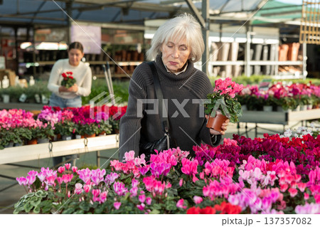 Senior woman buy potted cyclamen plant in shop Senior woman buy potted cyclamen plant in shop 137357082
