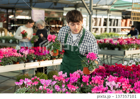 Male worker arranging pots with plants 137357101