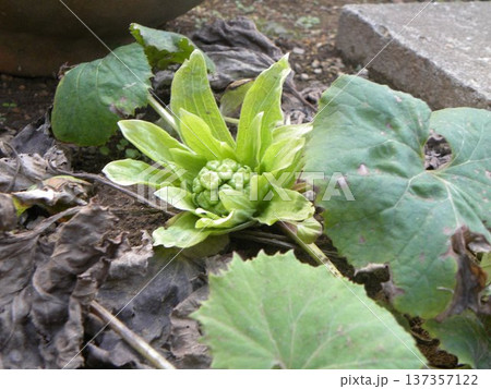 春の訪れを知らせる蕗の薹 春の訪れを知らせる蕗の薹 137357122