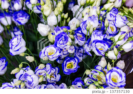 Fresh lisianthus flowers blooming with blue and white petals Fresh lisianthus flowers blooming with blue and white petals 137357130