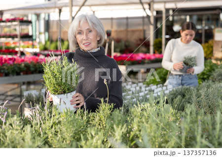 Mature woman choosing lavender bush Mature woman choosing lavender bush 137357136