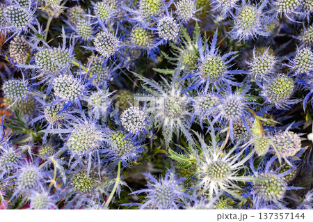 Blue eryngium sea holly flowers creating a natural textured floral background 137357144