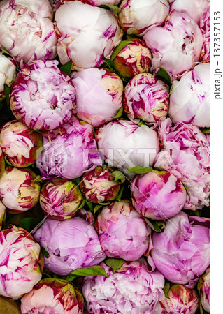 Close-up blooming pink and white peonies creating a vibrant floral pattern background 137357153