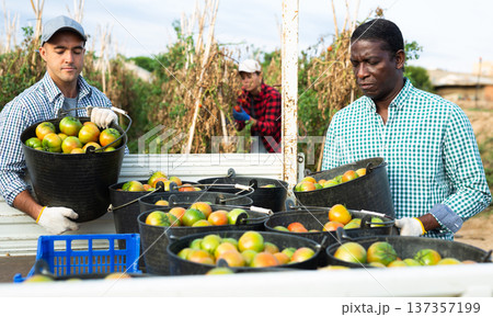Farm workers loading buckets of harvested tomatoes into truck on plantation 137357199