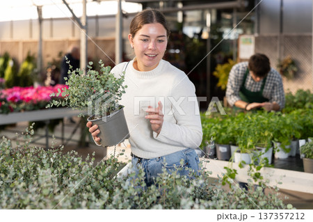 Young woman choosing a pot of eucalyptus 137357212