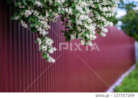 Jasmine blossoms hanging over a red corrugated fence in a sunny summer garden Jasmine blossoms hanging over a red corrugated fence in a sunny summer garden 137357269