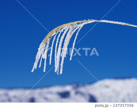 千曲川の雪原に佇む霧氷のススキ 千曲川の雪原に佇む霧氷のススキ 137357356