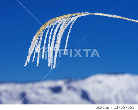 千曲川の雪原に佇む霧氷のススキ 137357359