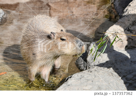 草を食べるカピバラ A capybara eating grass 草を食べるカピバラ A capybara eating grass 137357362