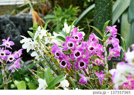 デンドロビウム　Dendrobium 137357365