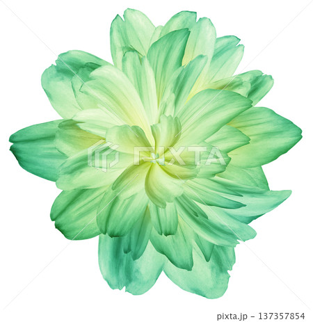 Flower dahlia. Isolated on a white background. Close-up. without shadows. For design. 137357854