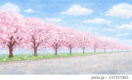 雨の日の桜のプロムナード 137357861