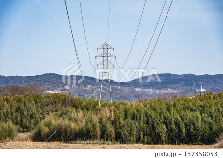 木津川河川敷の竹林に立つ鉄塔 京都府城陽市 木津川河川敷の竹林に立つ鉄塔 京都府城陽市 137358053