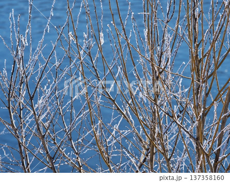 千曲川の川辺に佇む霧氷の樹 137358160