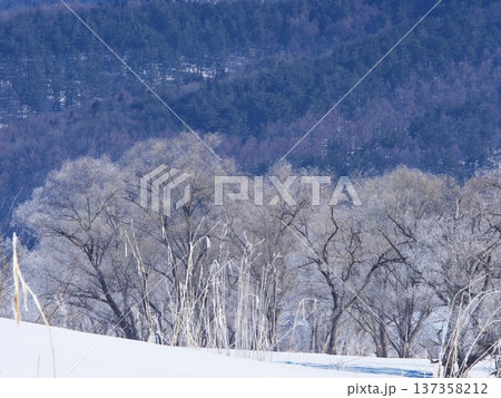 千曲川の川辺に佇む霧氷の樹々 千曲川の川辺に佇む霧氷の樹々 137358212