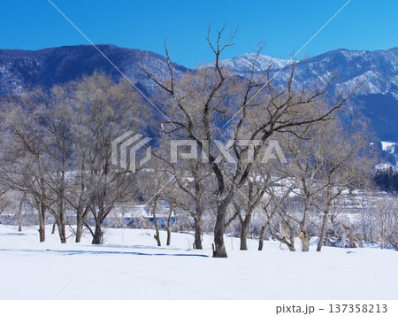 千曲川の川辺に佇む霧氷の樹々 137358213