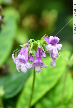 メキシコジギダリス　Tetranema roseum 137358301