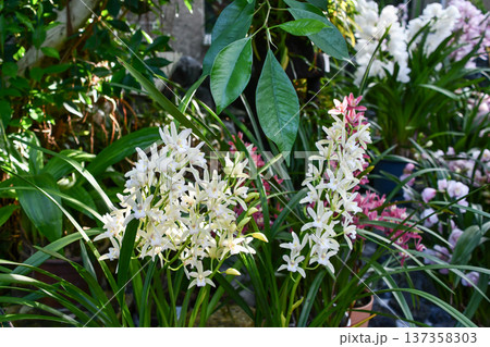 シンビジウム　スウィート・ハート 「白雲」　Cymbidium Sweetheart  ‘Haku  137358303