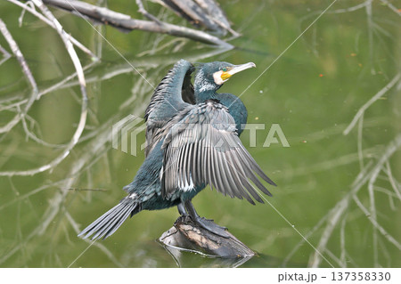 【水鳥 カワウ】 137358330