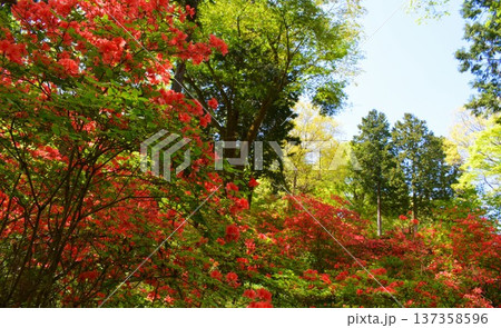 東秩父村 二本木峠 山つつじ ( 埼玉県 ) 東秩父村 二本木峠 山つつじ ( 埼玉県 ) 137358596