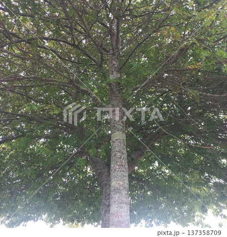 ニュージーランドの自然の木 137358709